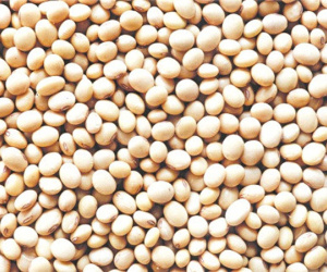 Ngành chăn nuôi đối mặt rủi ro tăng giá đậu tương