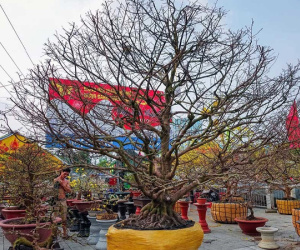 Ngắm cụ mai trăm tuổi tiền tỷ chờ đại gia 'đón' về ăn Tết