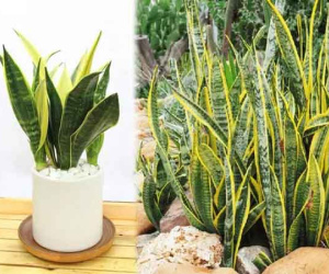 Rước ngay 3 cây cảnh mạ vàng dát bạc vào nhà, ngày Tết thần tài phù hộ
