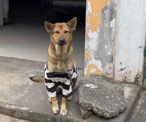Chú chó sành điệu sở hữu bộ sưu tập thời trang ai cũng thích