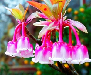 Độc, lạ đào chuông Yên Tử được đại gia truy lùng chơi Tết