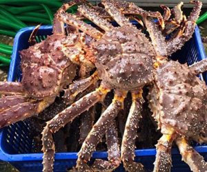 Cua hoàng đế, ốc vòi voi đắt khách dịp Tết