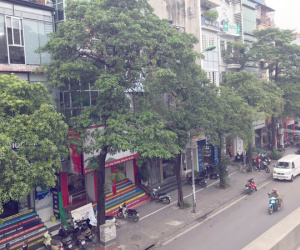 Hà Nội dừng chuyển hàng hoa sữa trên đường Nguyễn Chí Thanh