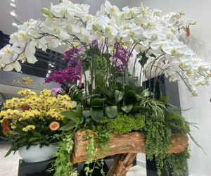 Lan hồ điệp trồng trên gỗ lũa cả trăm triệu đồng hút khách mua chơi Tết