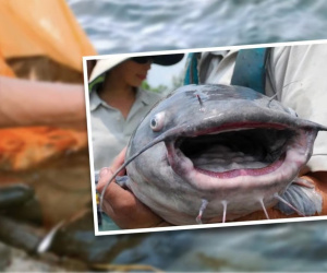 Người phụ nữ Trung Quốc nguy cơ ra tòa vì 'phóng sinh' làm chết 12,5 tấn cá, công nhân vệ sinh dọn 10 ngày mới hết