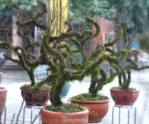 Chiêm ngưỡng cây nhất chi mai độc lạ lần đầu tiên xuất hiện ở Vinh
