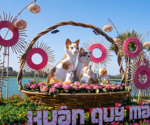 Đàn mèo ở Huế xuất hiện: Con được khen không tiếc lời, con bị chê giống chuột