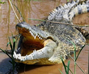 Thanh niên 19 tuổi dũng cảm bẻ hàm cá sấu cứu em gái