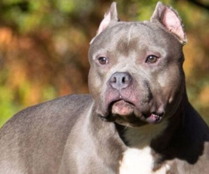Kinh hoàng 4 con chó Pitbull tấn công người phụ nữ lớn tuổi