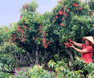 Trồng loại cây cho ‘quả ngọc’, nông dân thu cả vạn lượng vàng