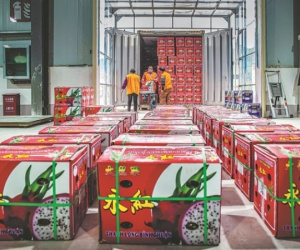 Hoa quả Việt ùn ùn xuất sang Trung Quốc trong 2 ngày Tết