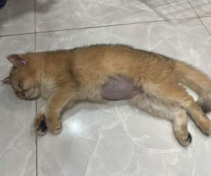Vụ chú mèo Golden bị giẫm đạp: Rò rỉ đoạn bình luận của người dì ruột