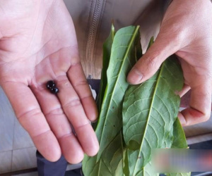 Nguyên nhân khiến cả nhà phải nhập viện đêm 29 Tết sau khi ăn lá cây hàng xóm cho