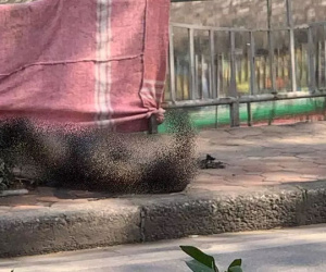 Danh tính người phụ nữ nghi trầm cảm tự thiêu ở Hoàng Mai