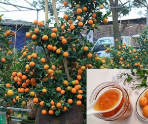 Chuyên gia khuyến cáo đừng bao giờ dùng quất cảnh trưng Tết để ăn, pha nước hay chưng siro