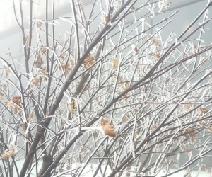 Dự báo thời tiết ngày 31/1: Bắc Bộ rét đậm rét hại, khả năng có băng giá