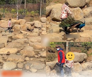 Lại một trường hợp 'trẻ con có biết gì đâu': Cậu bé đi sở thú lao vào khu thả công rồi vặt lông, nhân viên gào khản cổ mới thấy bố mẹ ra nhận con