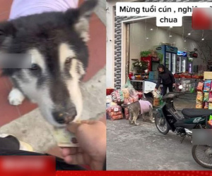 Độc lạ Việt Nam: Được mừng tuổi 10 nghìn, chú chó tự động tới hàng tạp hóa mua sữa chua ăn cho mát ruột