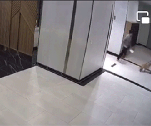 Clip: Phẫn nộ với hành động của thanh niên vừa thả chó không rọ mõm vừa hành hung người vô lý trong chung cư