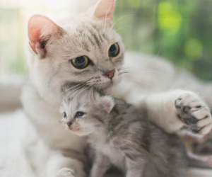 Thứ 2 đầu tuần, 3 con giáp ăn lộc thần Tài, may mắn không ngớt, tài khoản nhảy số liên tục