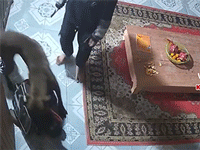 Chưa xong vụ đánh người vì bênh chó, lại đến vụ Pitbull cắn học sinh ngay trong nhà khiến nhiều người bức xúc