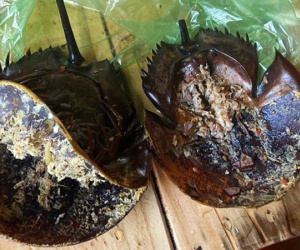 3 người ngộ độc nghi ăn nhầm so biển, 1 người ngưng tim, ngưng thở, hôn mê sâu