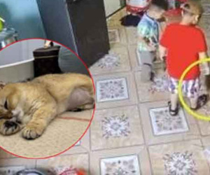 Chú mèo bị giẫm đạp mùng 2 Tết: 'Gia đình hai bé trai gây ra sự việc không xin lỗi và cho rằng có con mèo cũng mang đi cấp cứu'