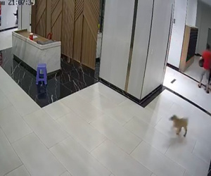 Giám định thương tích người cha bảo vệ con bị chủ nuôi chó đánh