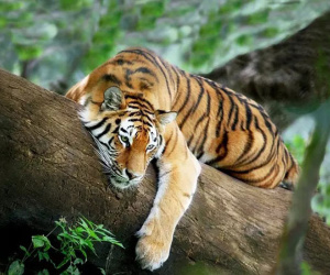 3 con giáp có tài nhưng kém may, không gặp quý nhân thì thành công xa tầm với