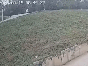 Vụ trâu 'điên' húc vỡ gan người đi đường: Không chỉ có 1 nạn nhân