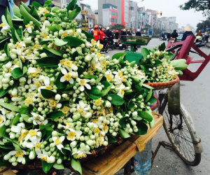 Dân Hà Nội mê thứ hương nồng nàn, hoa bưởi thành hàng đắt đỏ
