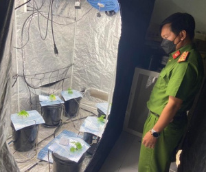 Đôi nam nữ ngoại quốc thuê căn hộ ở Đà Nẵng để trồng cây nghi là cần sa