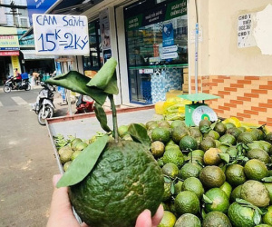 Cam sành rớt giá mạnh, đâu là nguyên nhân?