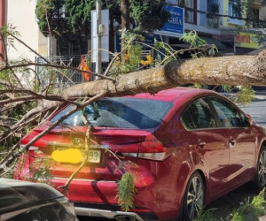 Nhánh cây gãy đè vỡ kính xe ô tô ở trung tâm Đà Lạt
