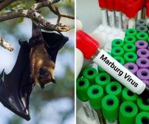 Loại virus khiến 9 người tử vong sau khi đi dự đám tang nguy hiểm thế nào?