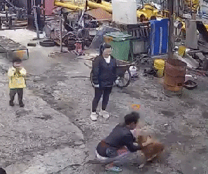 Ngày đẹp trời, chú chó thất lạc bấy lâu bất ngờ trở về nhà, phản ứng của gia chủ khiến CĐM rưng rưng