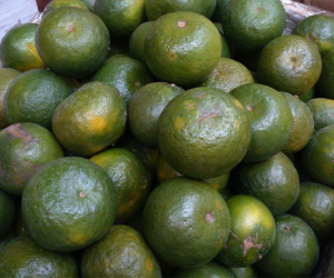 1.000 đồng/kg, cam sành vị ngọt thành trái đắng