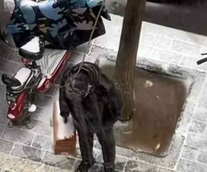Ly hôn do mẹ chồng hà khắc, người phụ nữ sốc nặng khi chồng cũ đến xin tái hôn: 'Mẹ anh đổi ý rồi'