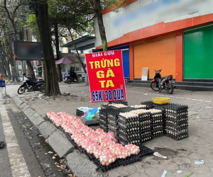 Không có tình trạng ứ đọng trứng, không đến nỗi phải 'giải cứu'