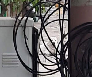 Tiêu hủy con chó cắn du khách nước ngoài nhập viện ở Nha Trang