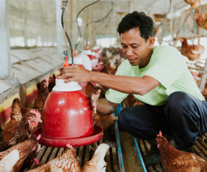 Campuchia có ca tử vong do nhiễm cúm H5N1, Viện Pasteur TP.HCM ra chỉ đạo khẩn