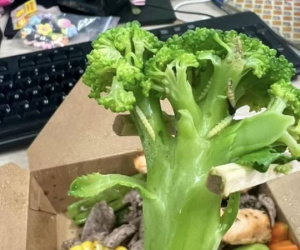 Vụ đặt đồ ăn Healthy nhận về cả đàn sâu trong rau: Phía nhà hàng nói gì?