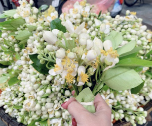 Hoa bưởi đầu mùa tỏa hương khắp phố Hà Nội, giá nửa triệu đồng/kg