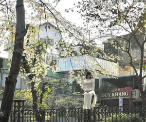'Độc lạ Hà Nội' thiếu nữ leo lên trụ cao để chụp ảnh với hoa sưa