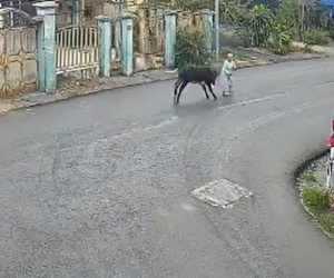 'Bò điên đại náo' ở Củ Chi húc cụ bà bất tỉnh, bé 7 tháng tuổi văng khỏi võng