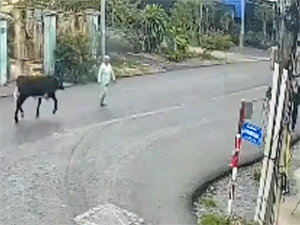 Vào nhà 'đại náo' khiến bé 7 tháng tuổi ngã khỏi võng, bò điên tiếp tục ra đường húc văng bà cụ ngã bất tỉnh