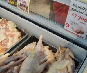 Thịt gà trong nước dư thừa, gà nhập khẩu vẫn cao