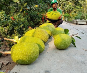 Mít Indo giá 100.000 đồng/kg, người trồng mừng được mùa được giá