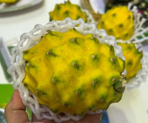 Độc đáo thanh long vỏ vàng, giá cao vẫn đắt khách
