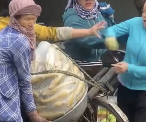 Người phụ nữ đánh tới tấp bà bán bắp dạo bị phạt 6,5 triệu đồng